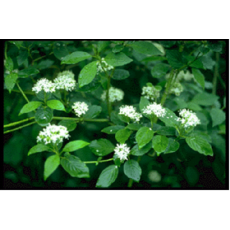 Red-Osier Dogwood